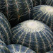 Canapé Canapé Cactus