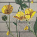 Mosaico Ranunculus