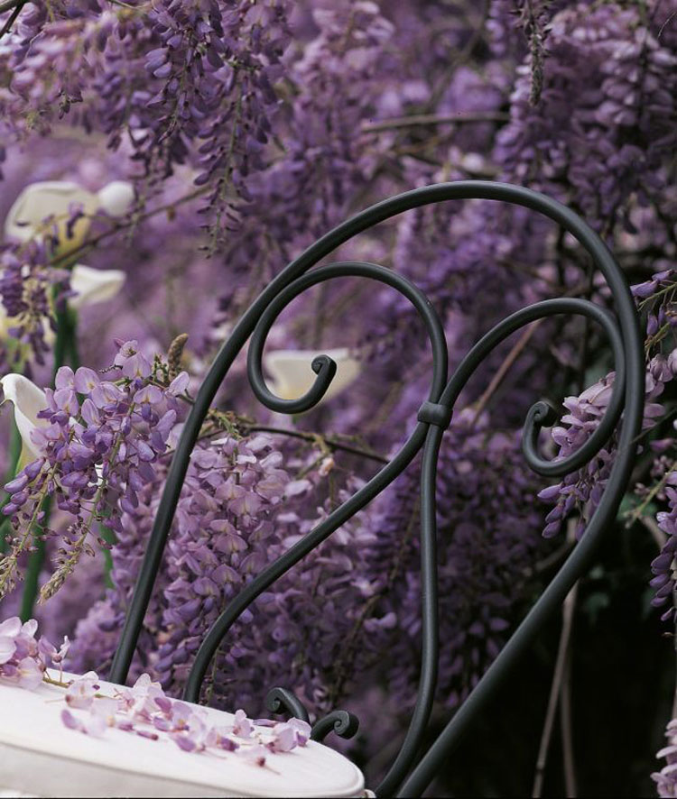 Sedia Aurora