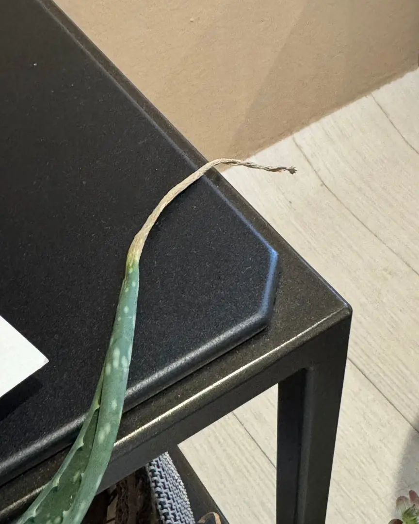 Set libreria modulare Twils con schienali tessuto