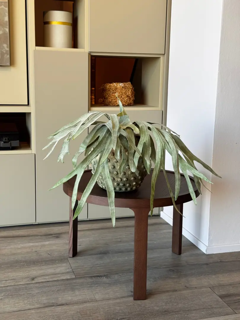 tavolino tondo impiallicciato Condè Twils