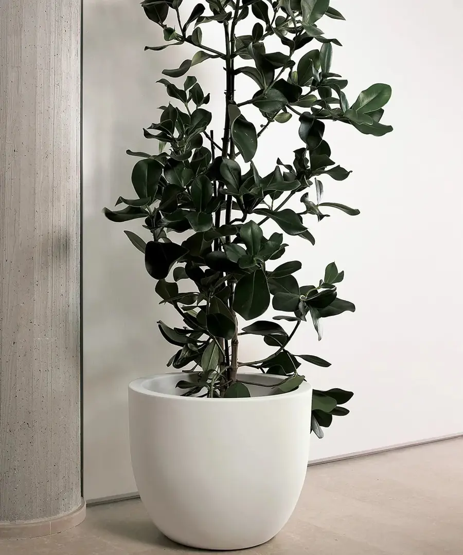 Vaso Etria