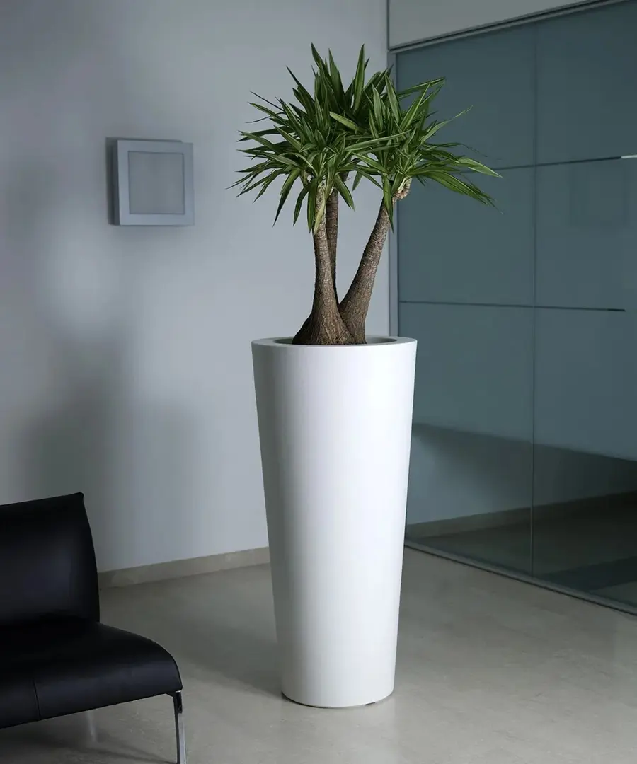 Vaso Ilie