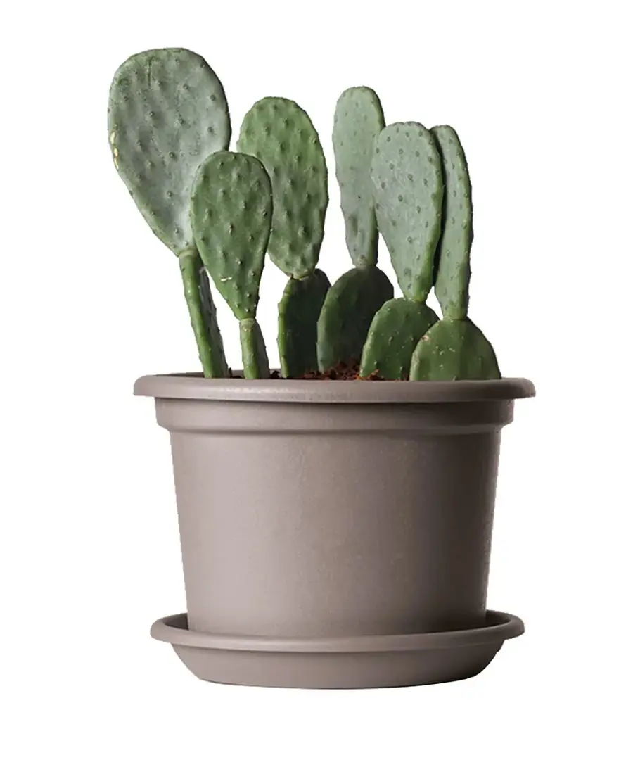 Vaso Guya