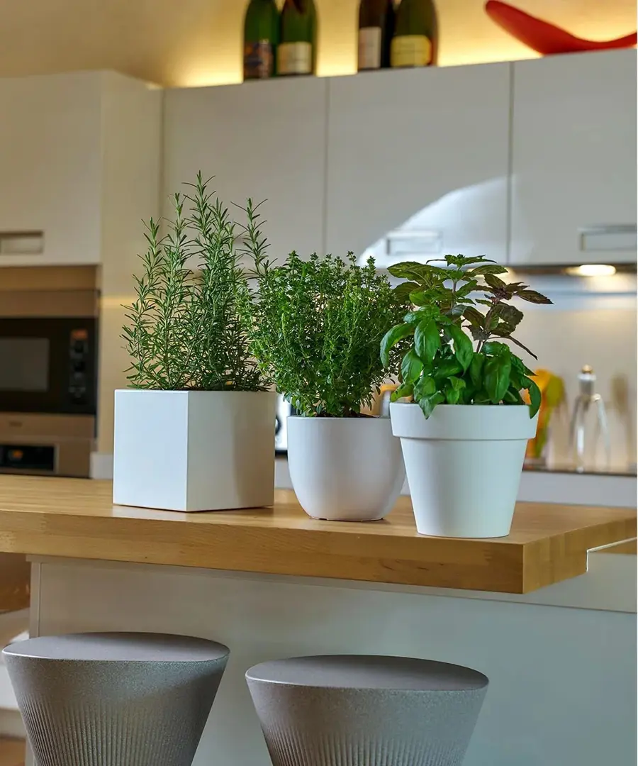 Vaso Ikon Aromatika